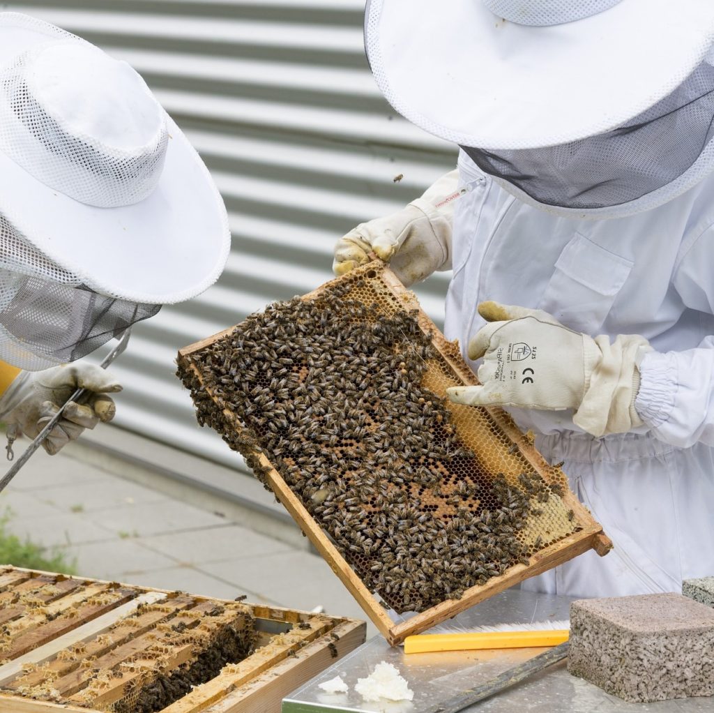 Desinsectación. Control natural con abejas